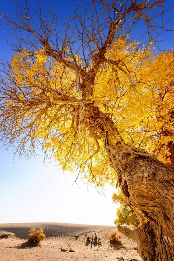 新疆塔克拉玛干沙漠(图5)